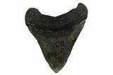 Fossil Megalodon Tooth - South Carolina #168000-1